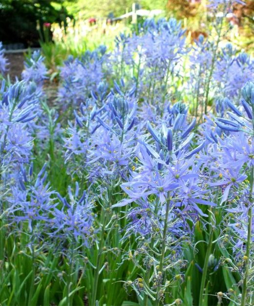 Kamasia cusickii