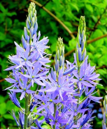 Kamasia Pale blue