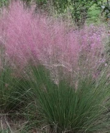 eragrostis spectabillis