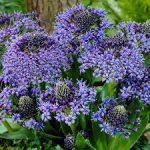 scilla