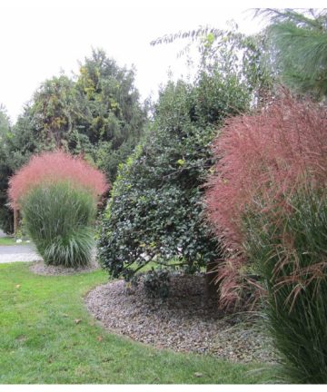 miscanthus nippon