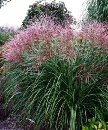 miscanthus nippon