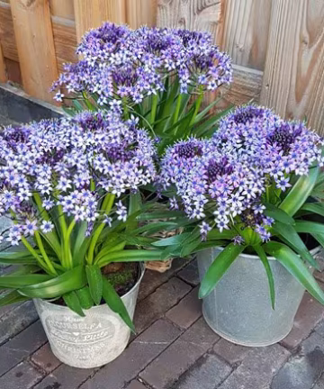 scilla