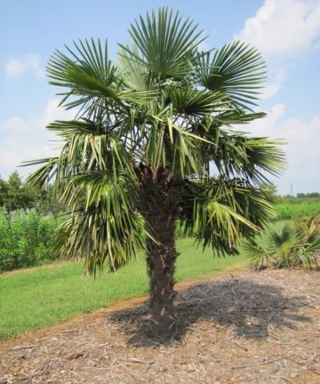 Palma konopná – Trachycarpus fortunei