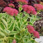 sedum
