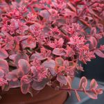 sedum-sunsparkler