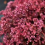 sedum-sunsparkler