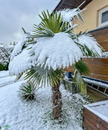 Palma konopná – Trachycarpus fortunei