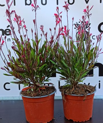 gaura pink compact