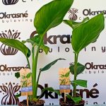 Strelitzia nicolai
