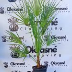Chamaerops humilis - Palmička nízka