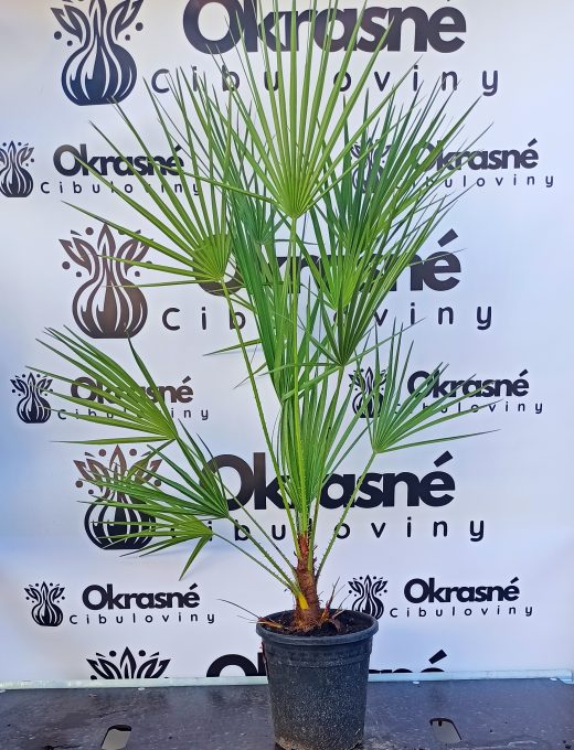 Chamaerops humilis - Palmička nízka