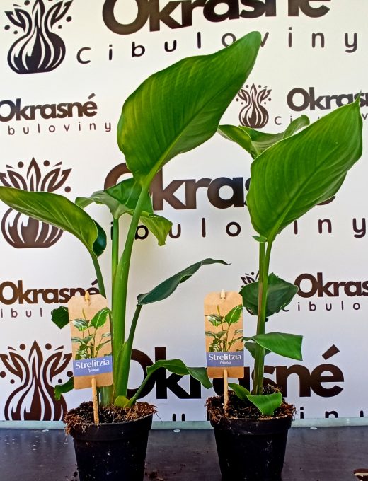 Strelitzia nicolai