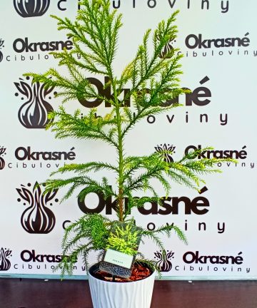 Kryptoméria japonská