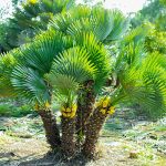Chamaerops humilis - Palmička nízka