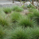 Festuca mairei 3
