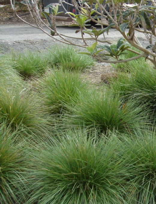 Festuca mairei 3