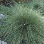 Festuca mairei 4