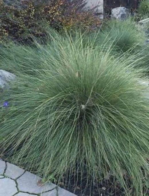 Festuca mairei 4