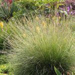 Festuca mairei