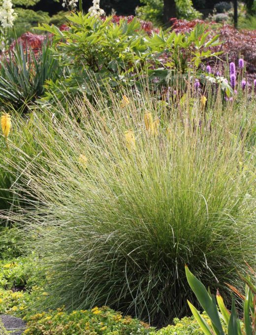 Festuca mairei