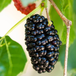 Morus Nigra Black Perzian main