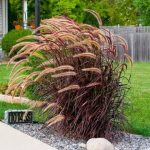 Pennisetum x advena <br> ‘Rubrum’