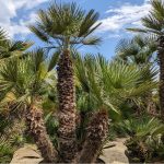 Chamaerops humilis - Palmička nízka