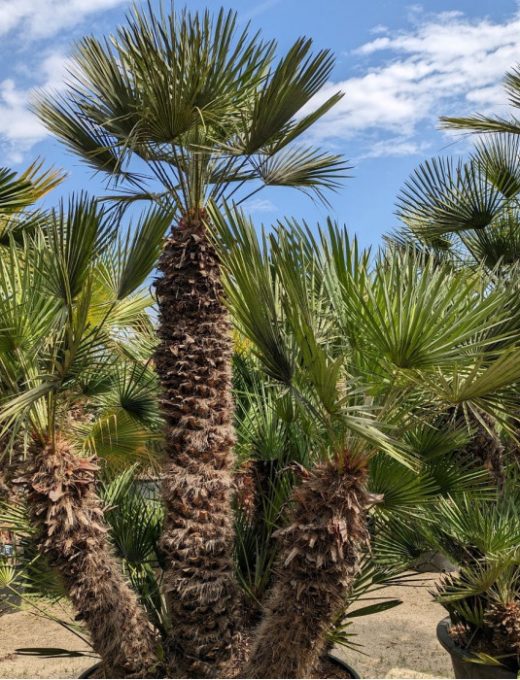 Chamaerops humilis - Palmička nízka