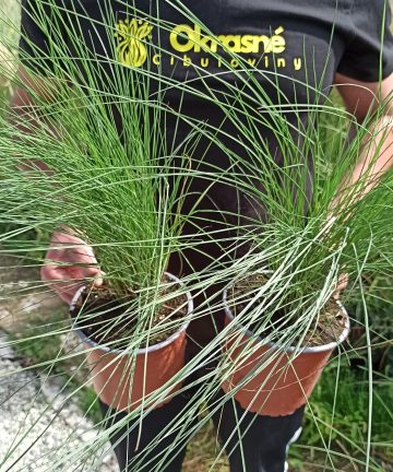 Muhlenbergia capilaris