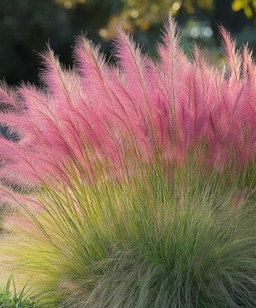 muhlenbergia capilaris