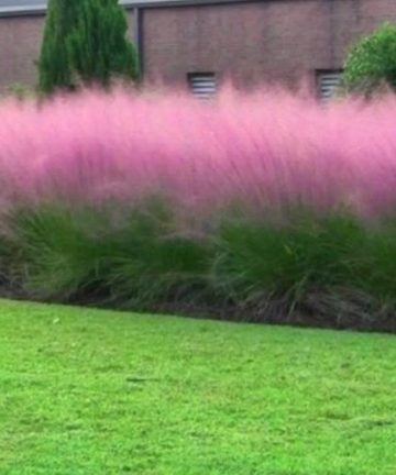 muhlenbergia capilaris