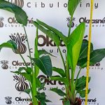 Strelitzia <br> nicolai 90-120 cm