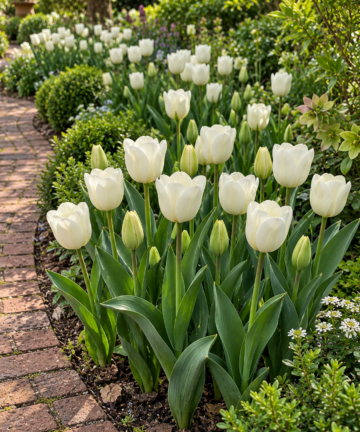Biele tulipány White Marvel v jarnom záhone pri tehlovom chodníku