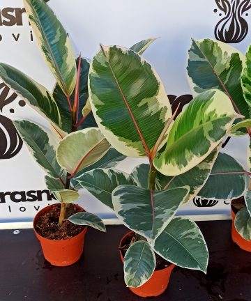Ficus Tineke