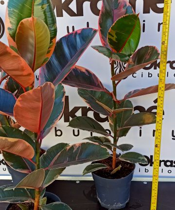Ficus Belize