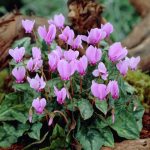 Cyklámen brečtanolistý <br> Cyclamen hederifolium