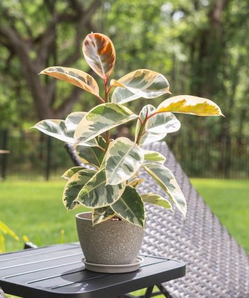 Ficus elastica Tineke 2