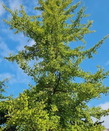 Ginko Biloba 2