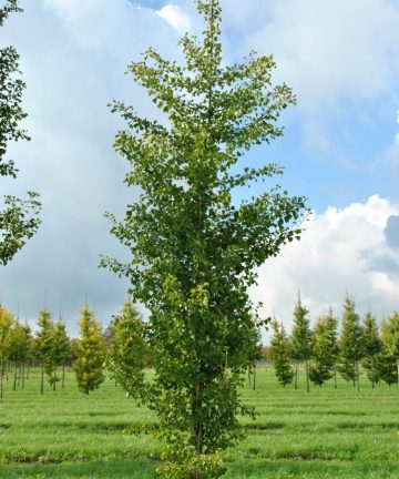 Ginko Biloba 3
