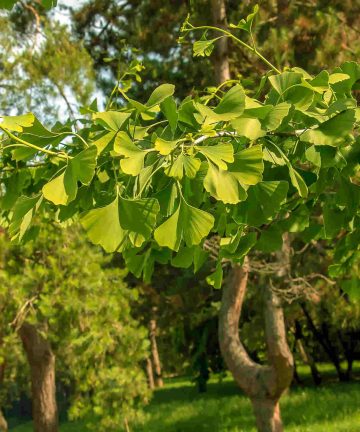 Ginko Biloba
