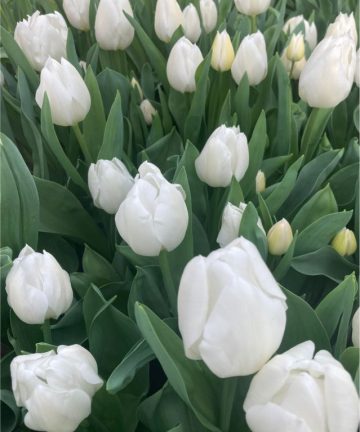 Tulipán White Marvel 2