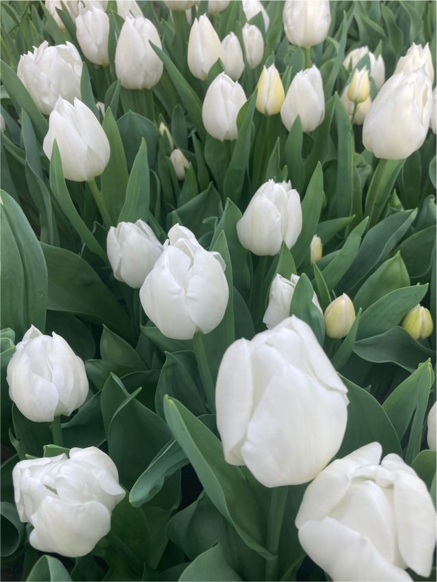 Tulipán White Marvel 2
