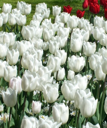 Tulipán White Marvel