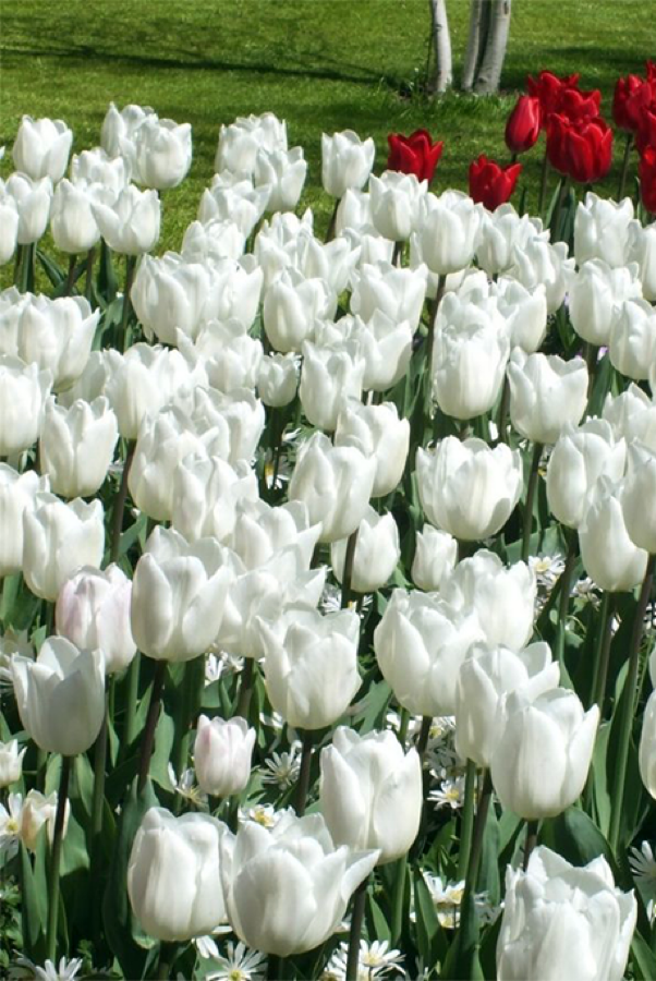 Tulipán White Marvel