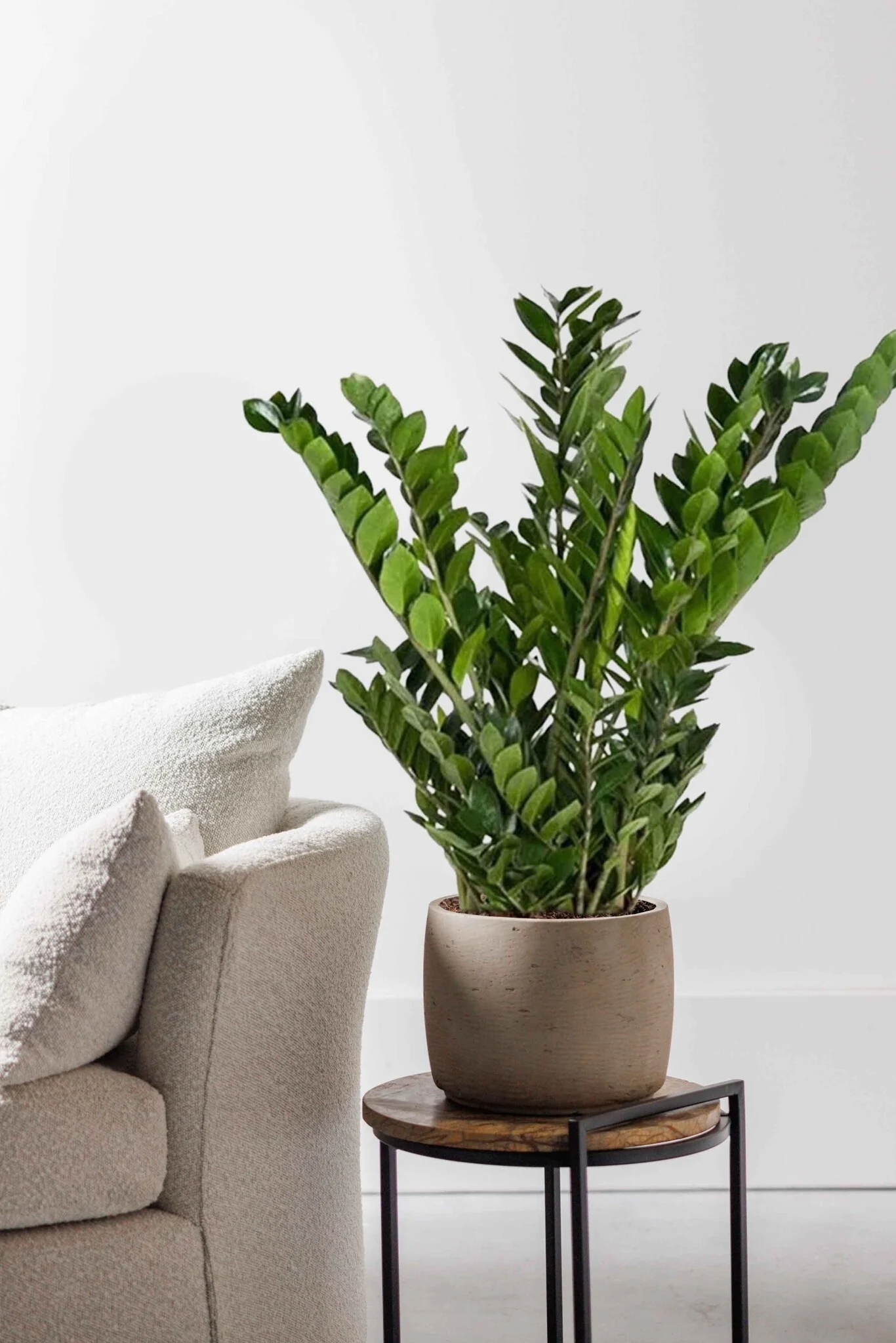 Zamioculcas Zamifolia 2