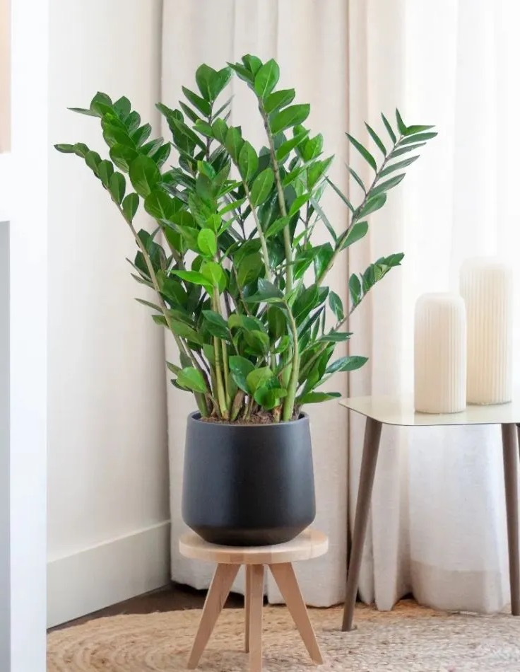 Zamioculcas Zamifolia