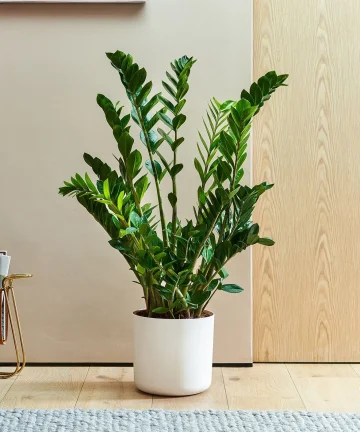 Zamioculcas Zamifolia