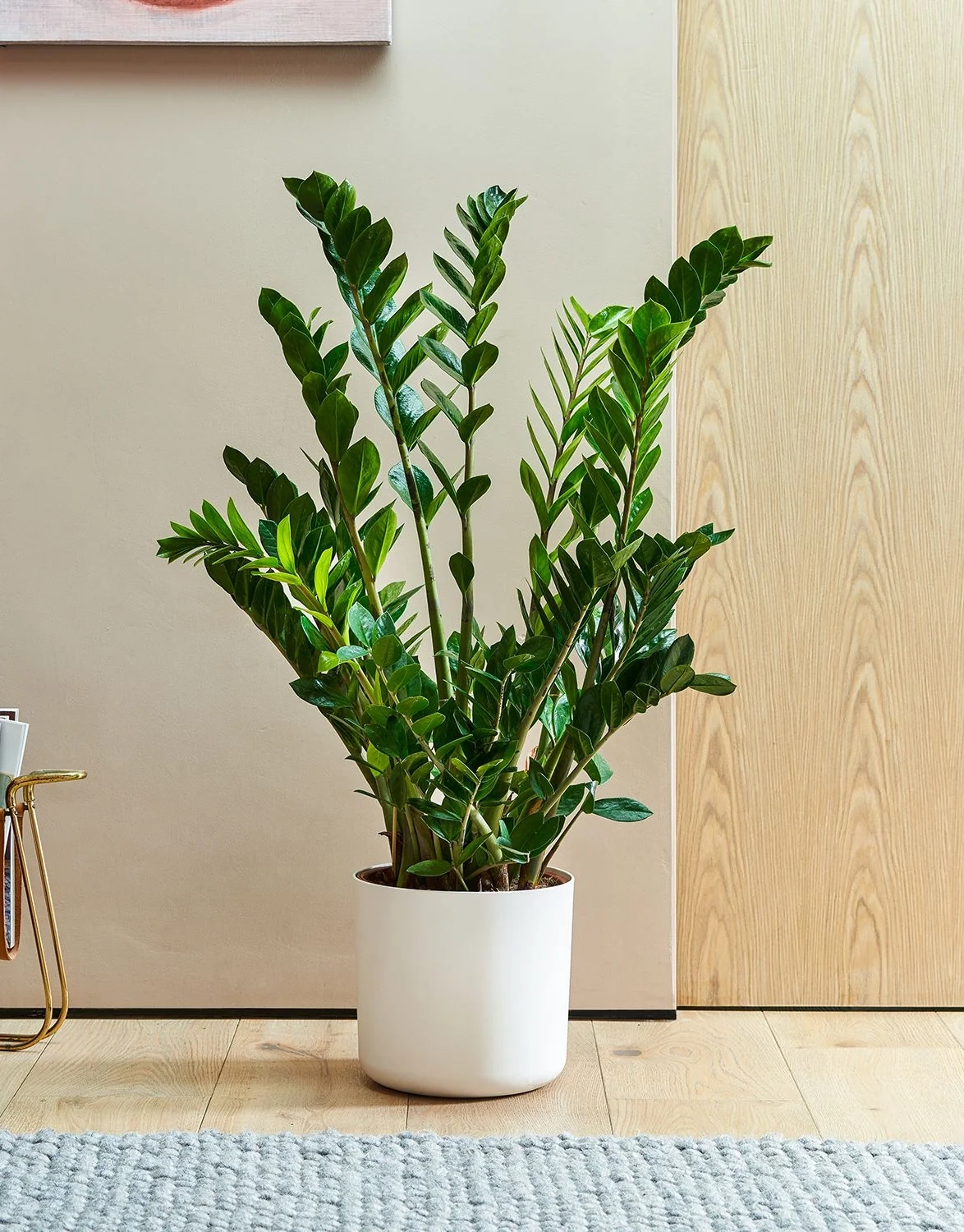 Zamioculcas Zamifolia