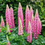 Lupina Ružová<br> 'Lupinus'